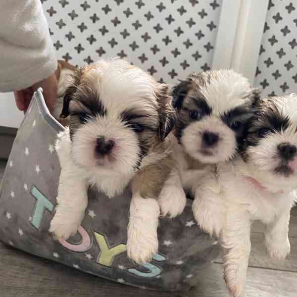 SHIH TZU Tricolor !!! / - foto 1