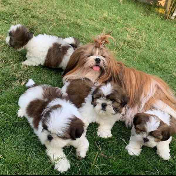 SHIH TZU Tricolor !!! / - foto 2