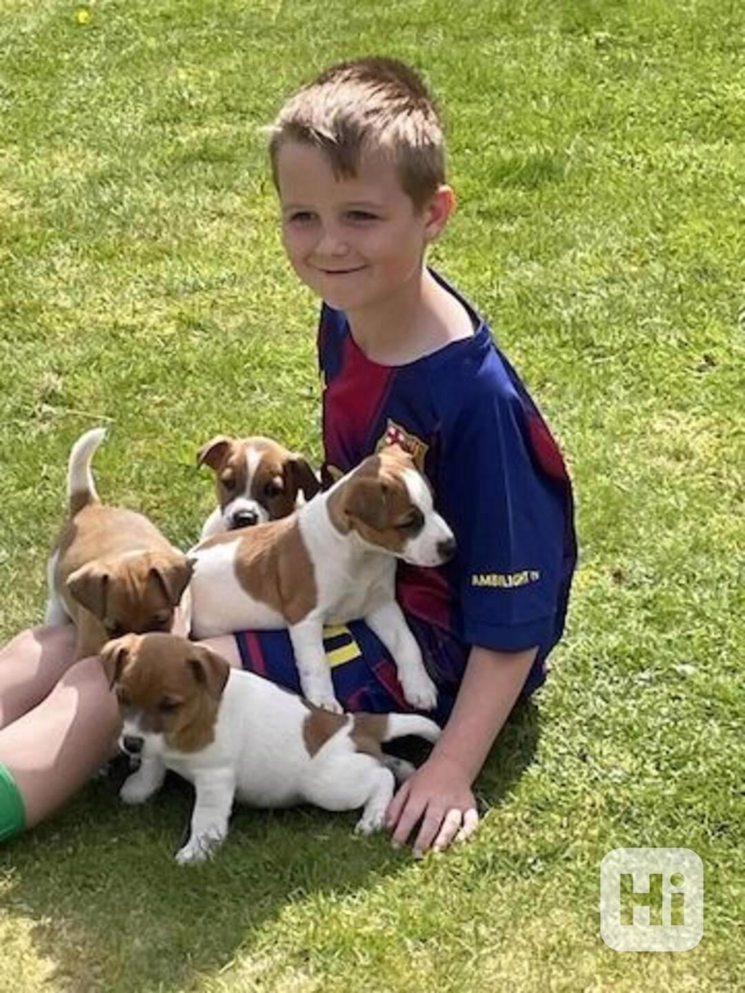 Jack Russell terier štěně s PP. - foto 1
