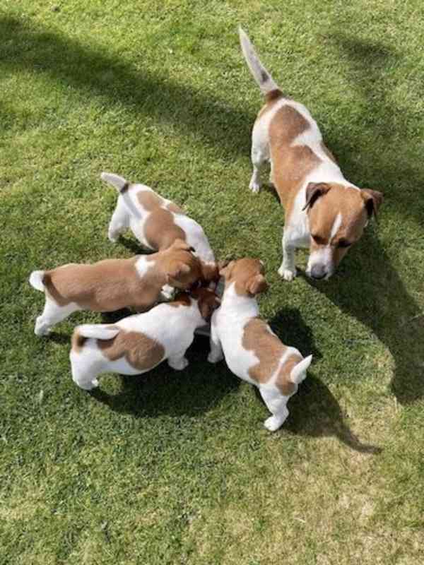 Jack Russell terier štěně s PP. - foto 2