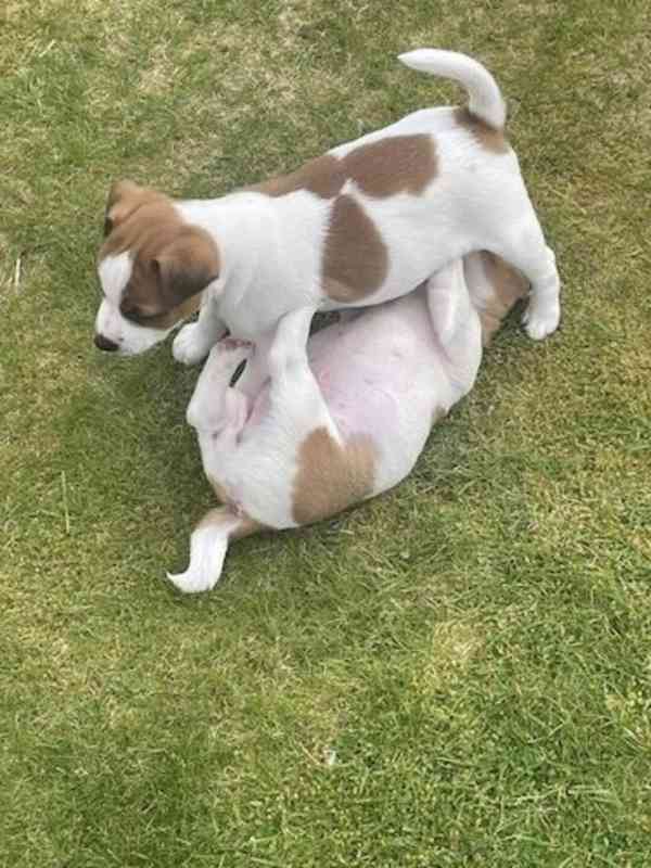 Jack Russell terier štěně s PP. - foto 4