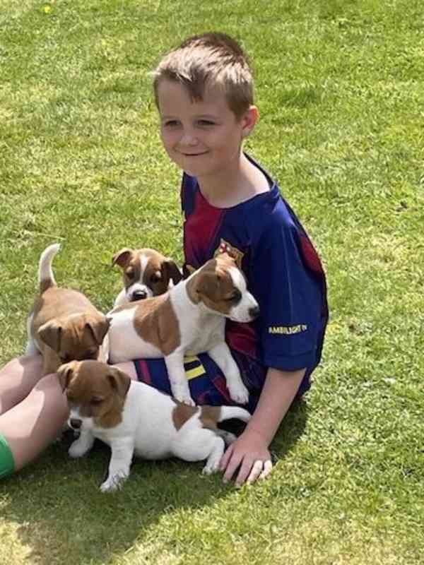 Jack Russell terier štěně s PP. - foto 1