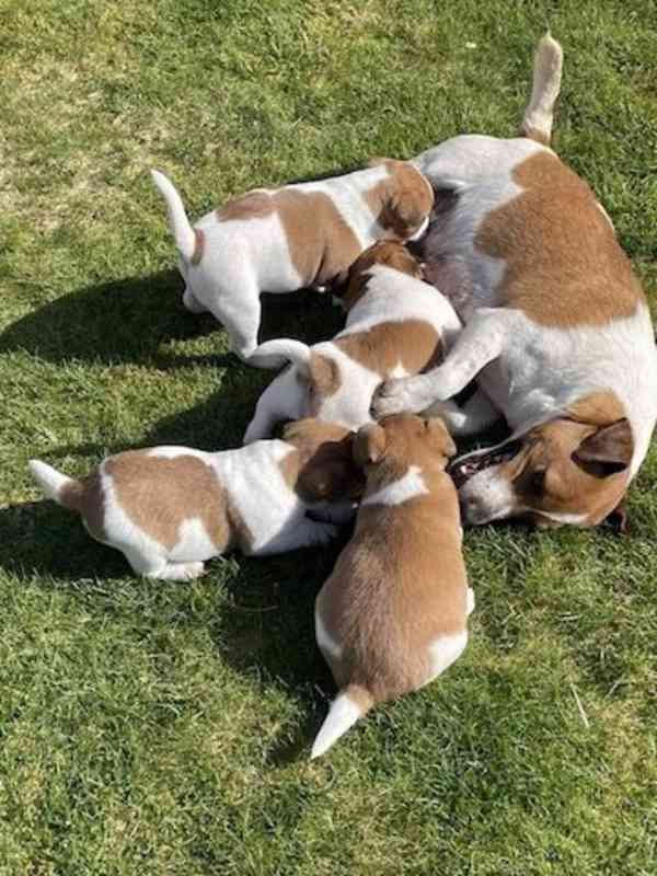 Jack Russell terier štěně s PP. - foto 3