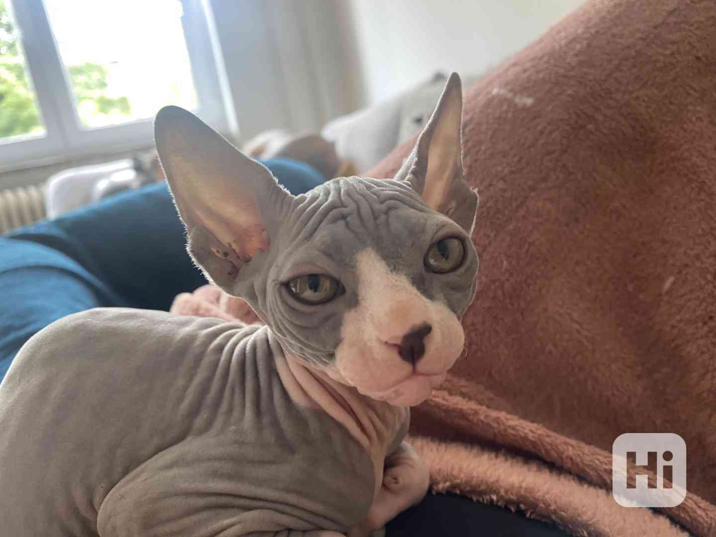 Sphynx - koťata  - foto 1