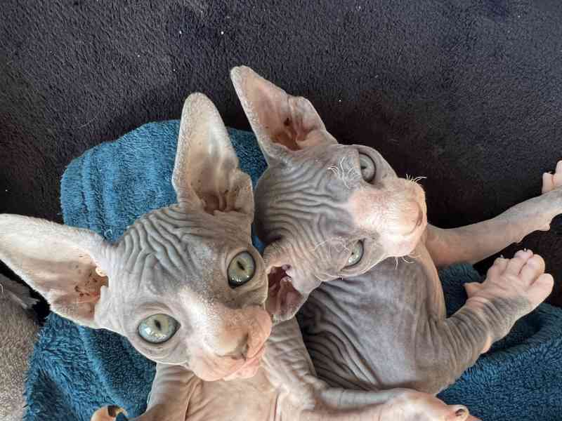 Sphynx - koťata  - foto 5