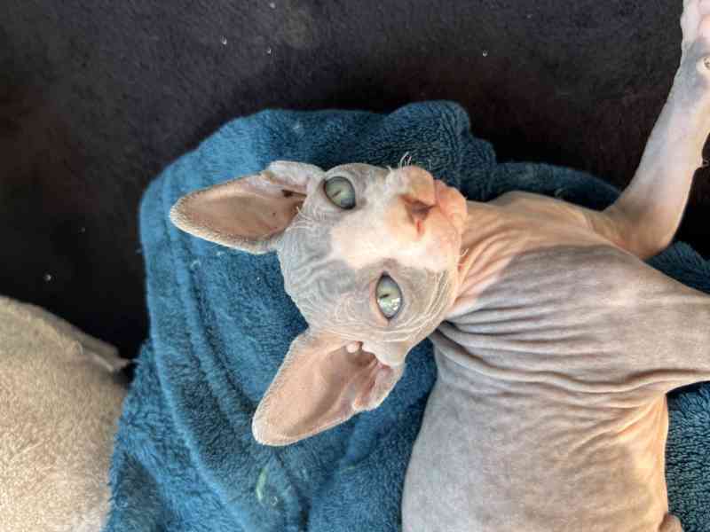 Sphynx - koťata  - foto 4
