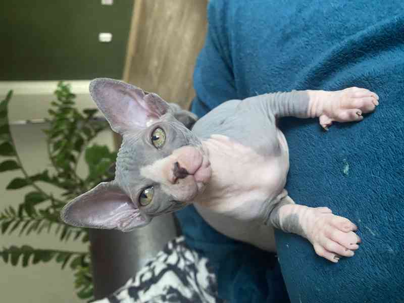 Sphynx - koťata  - foto 3