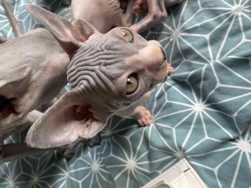 Sphynx - koťata  - foto 2