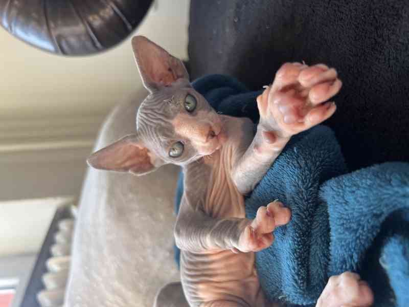 Sphynx - koťata  - foto 6