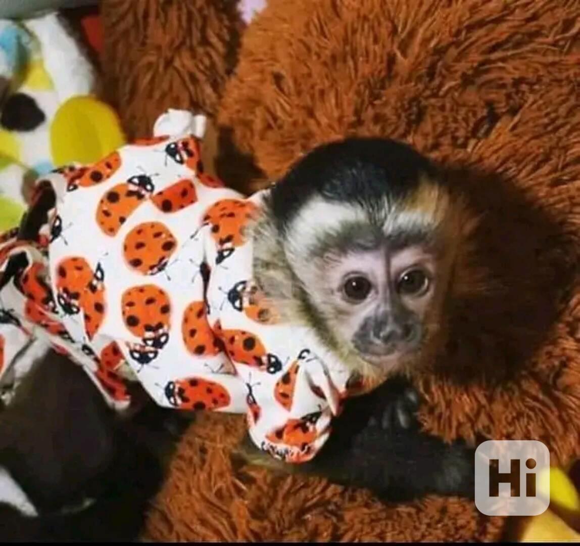  Lákavá hravá kapucínská dívka - foto 1