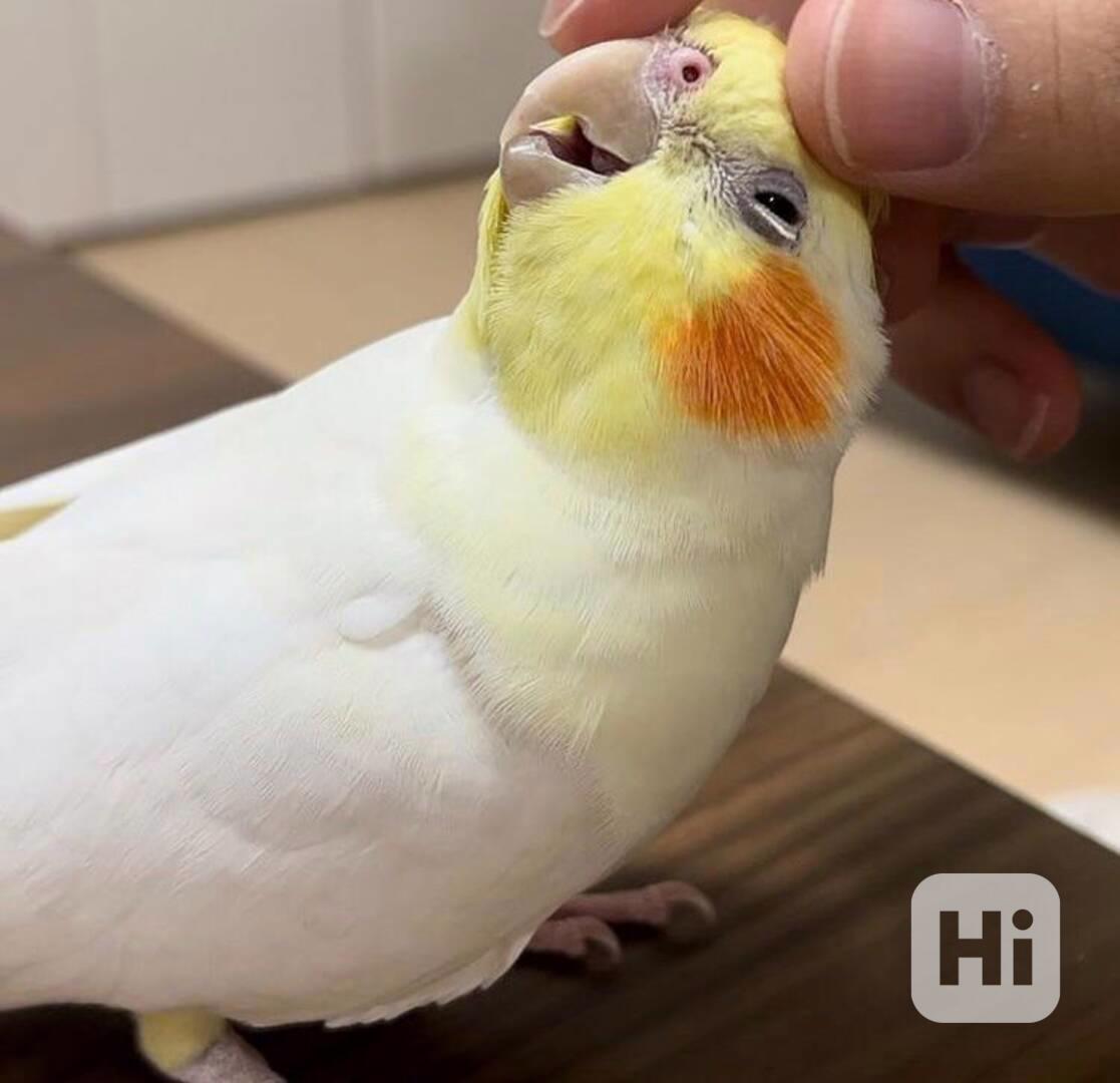 ZDARMA PAPOUŠEK KORELA - foto 1