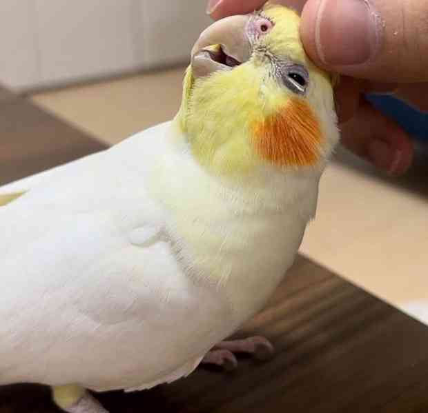 ZDARMA PAPOUŠEK KORELA - foto 1