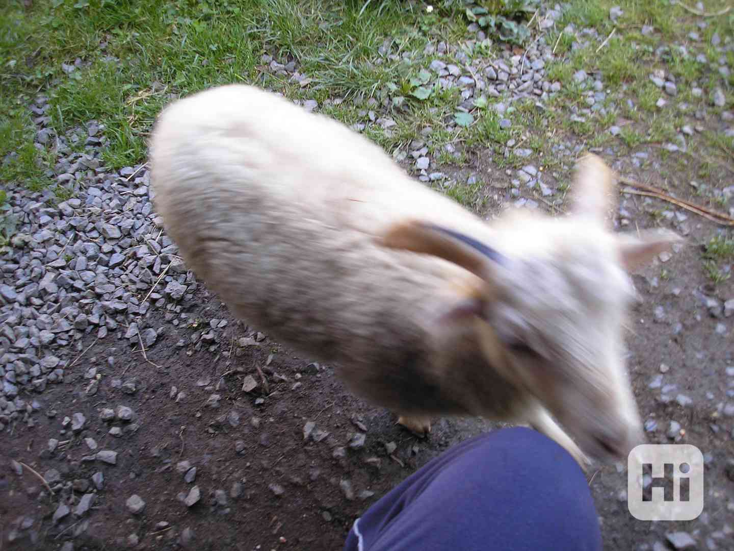 zvířata - foto 1