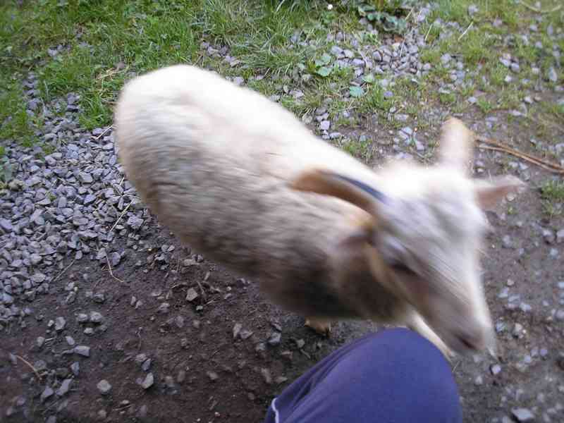 zvířata - foto 1