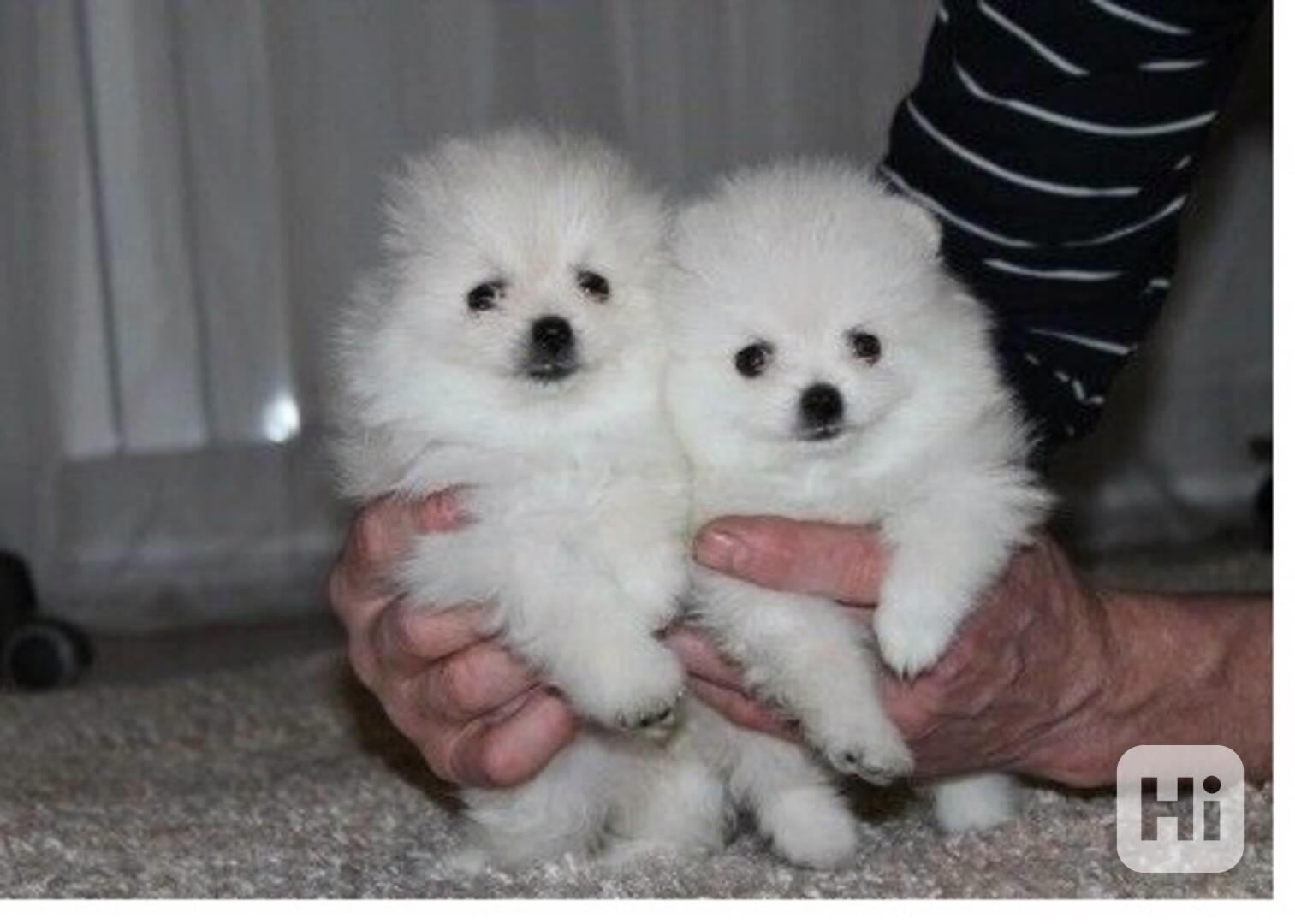 ŠTĚŇATA MINI POMERANŮ. - foto 1