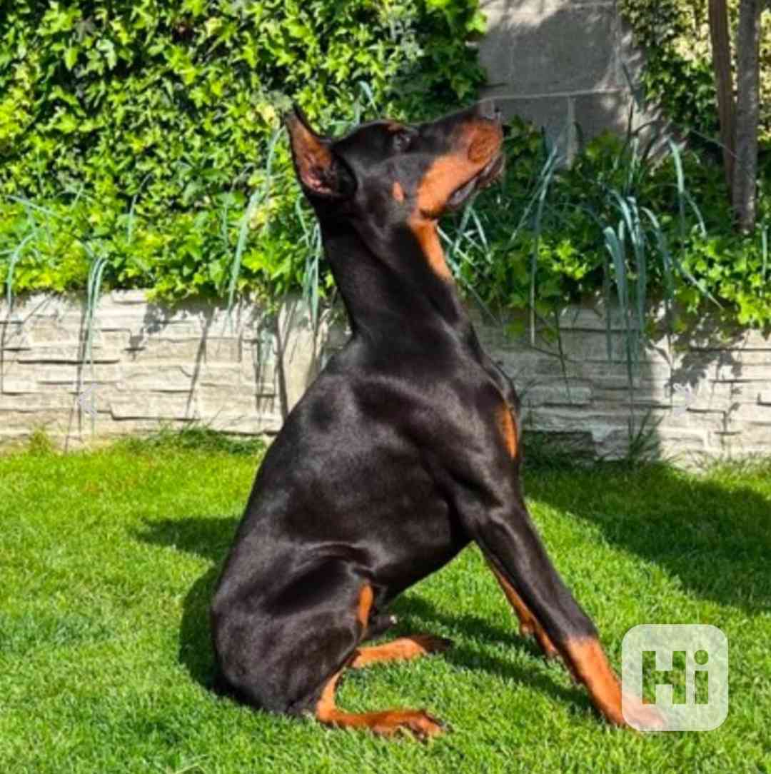 Dobrman  - foto 1