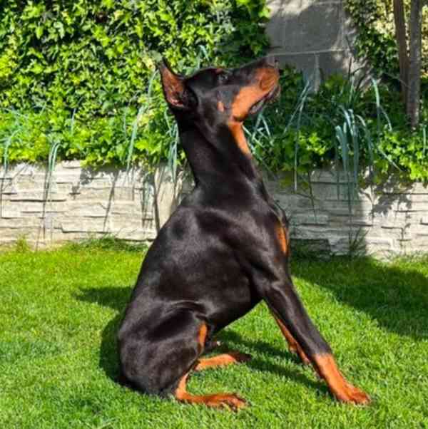 Dobrman  - foto 2