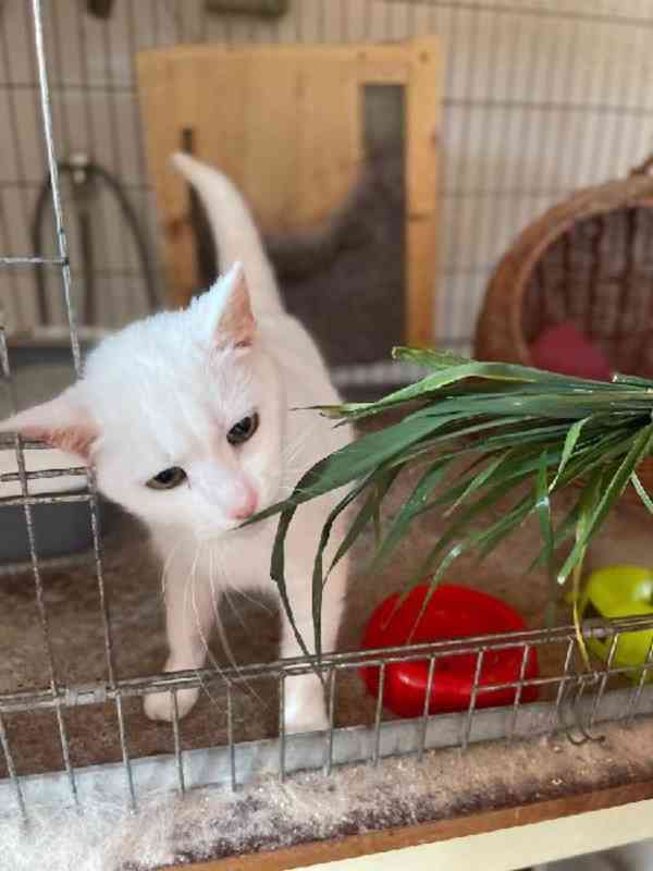 Velká kočičí smůla - foto 8