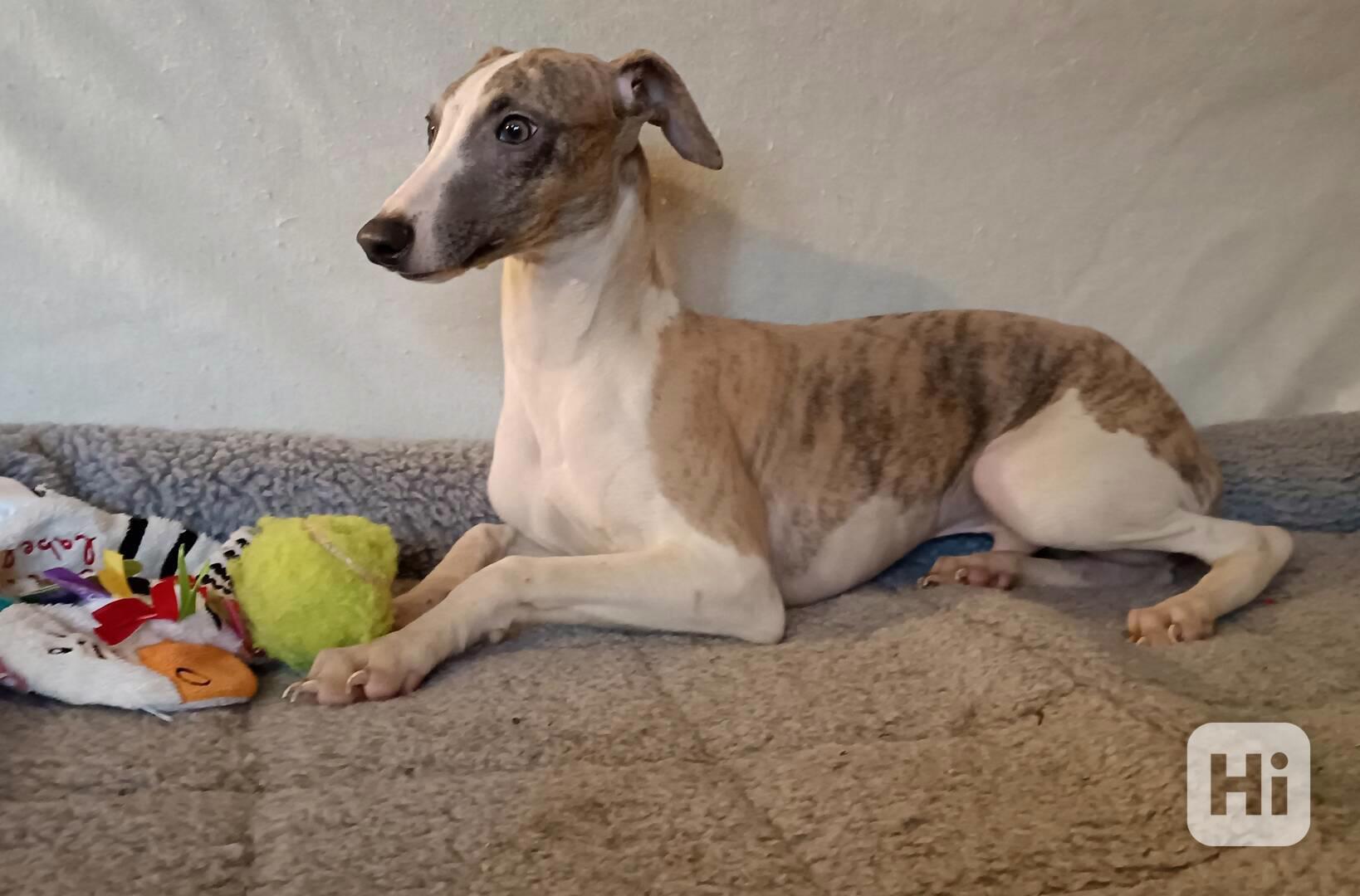 Vipet /Whippet/ - pejsek s PP - foto 1