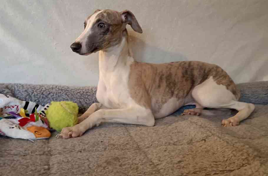 Vipet /Whippet/ - pejsek s PP - foto 1