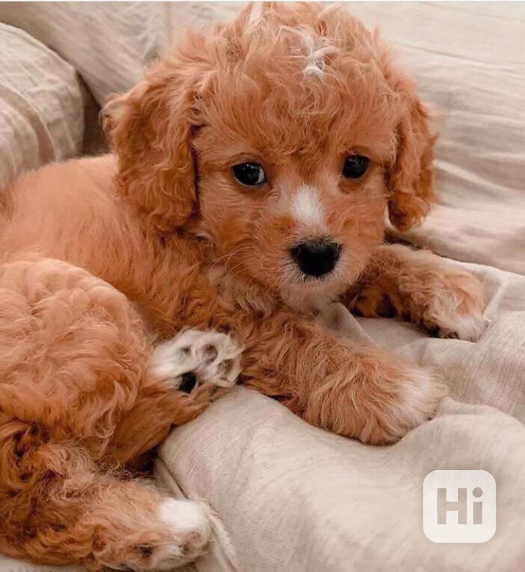 golden doodle puppies - foto 1
