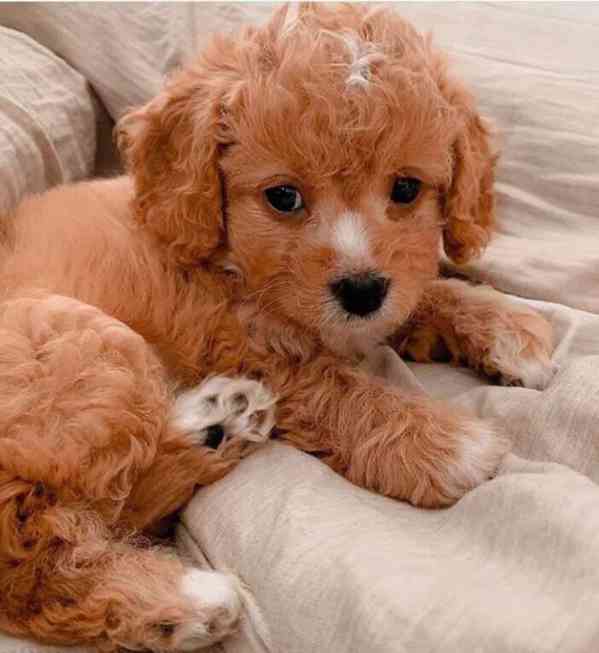 golden doodle puppies - foto 1