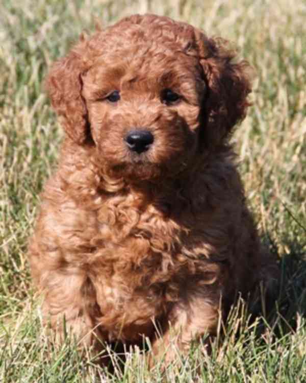 golden doodle puppies - foto 3