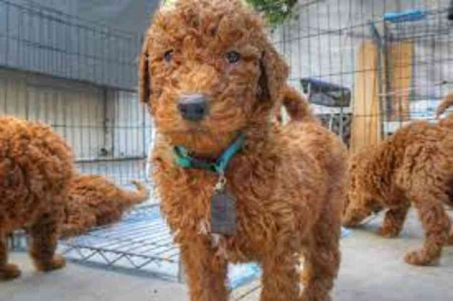 golden doodle puppies - foto 2