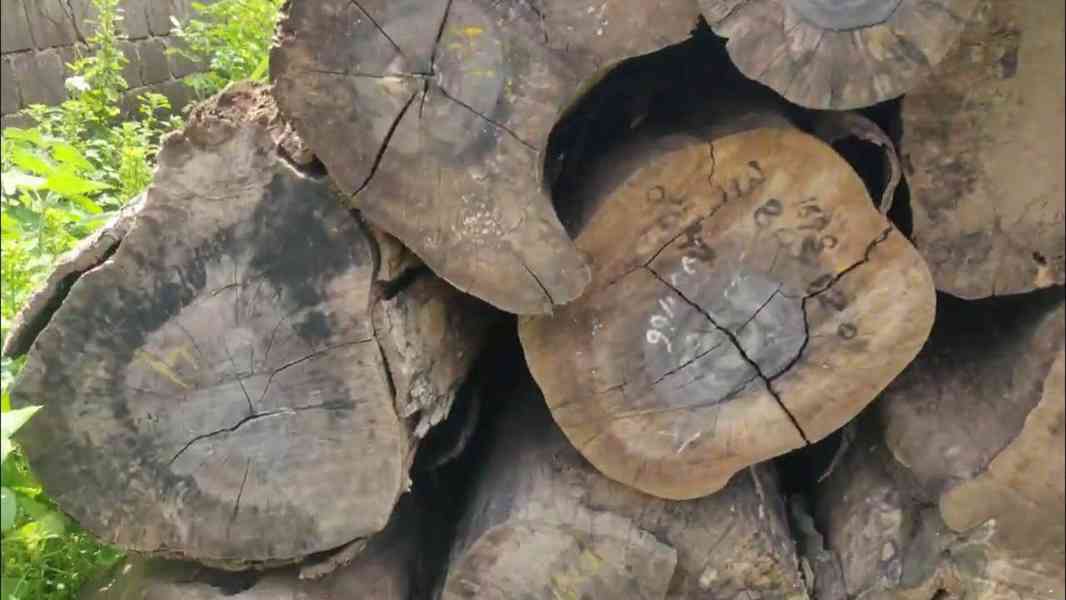 Timbars in Africa 🌍  - foto 5