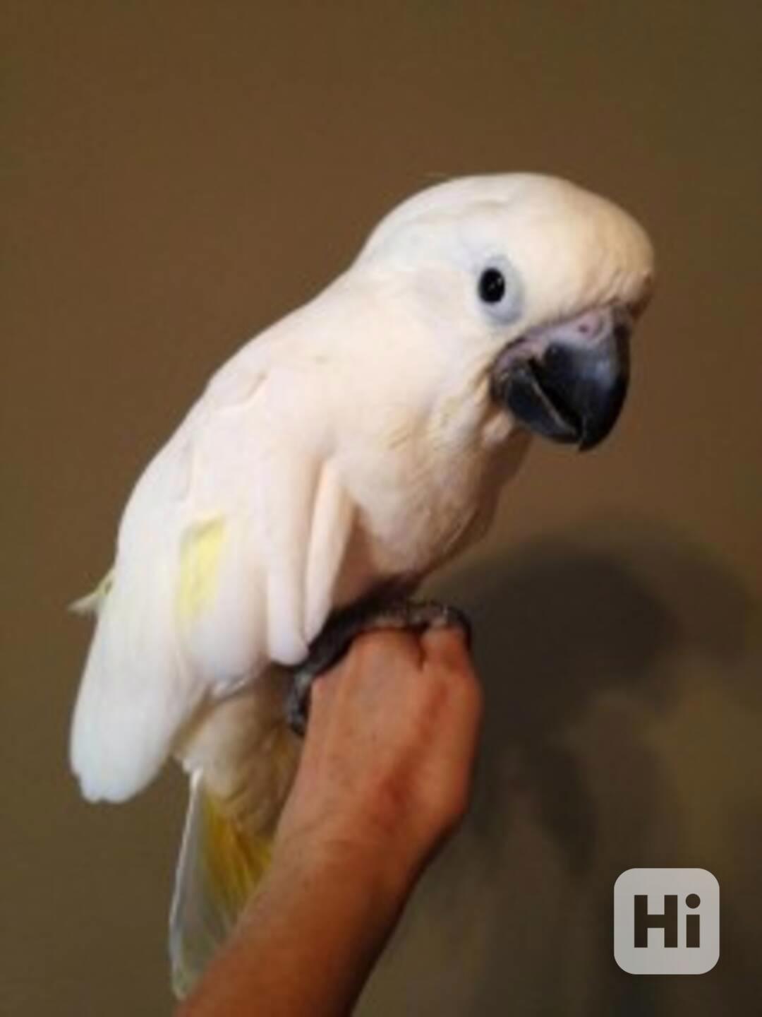 Nádherní papoušci kakadu již k dispozici - foto 1