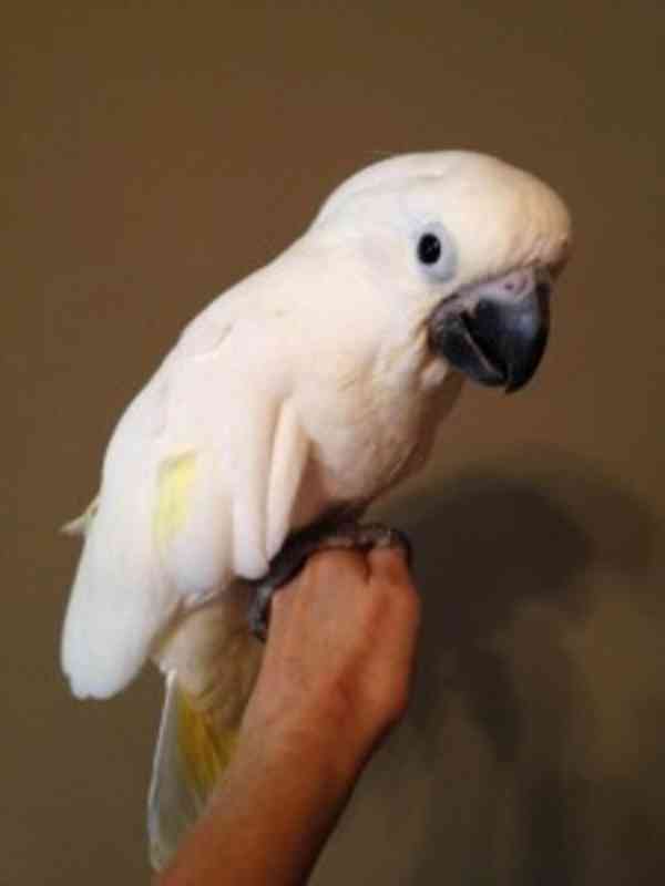 Nádherní papoušci kakadu již k dispozici - foto 1