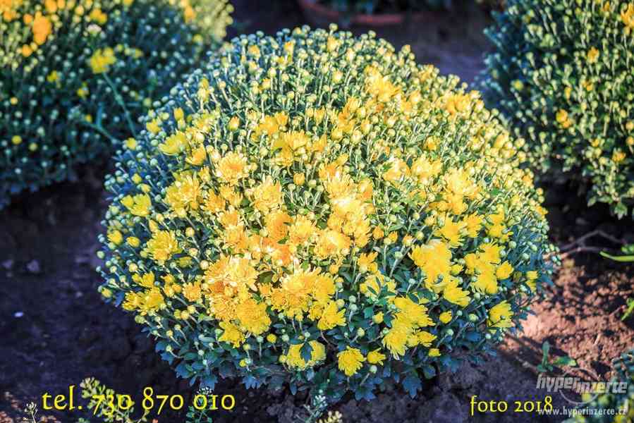 Výrobca črepníkové chryzantémy z PL pozýva - foto 5
