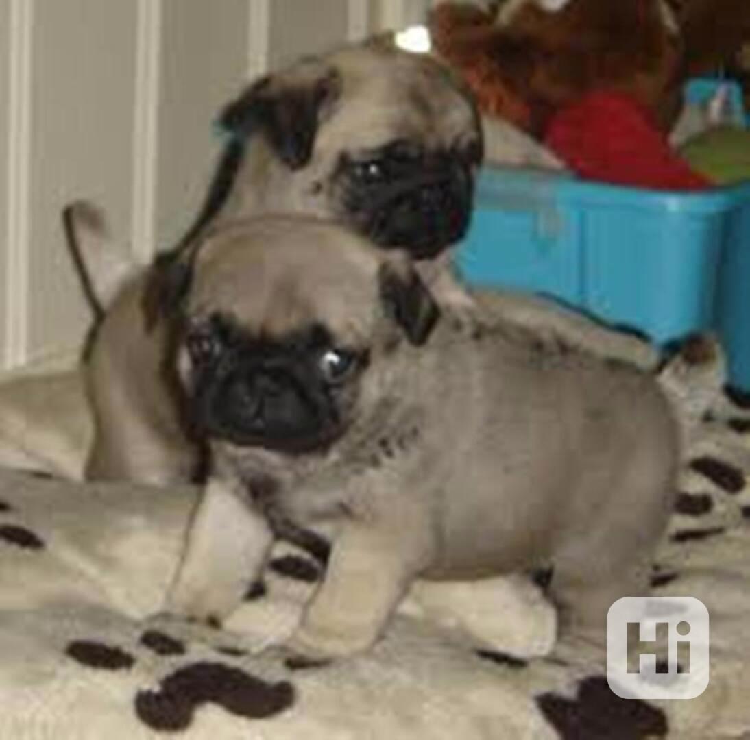 štěňata mopse k adopci - foto 1