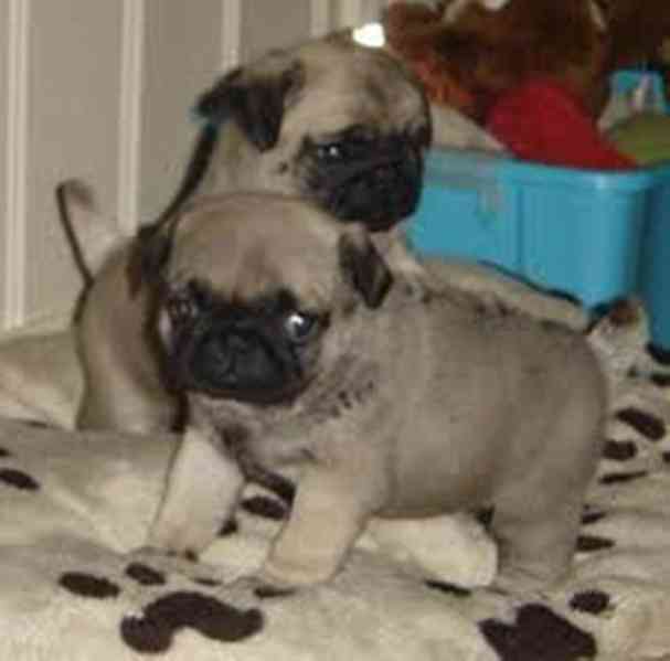 štěňata mopse k adopci - foto 1