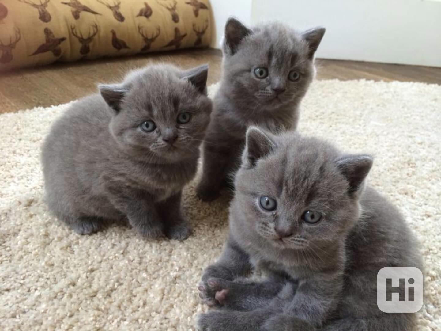 Adorable British Shorthair Kitten Available for Adoption 🐾 - foto 1