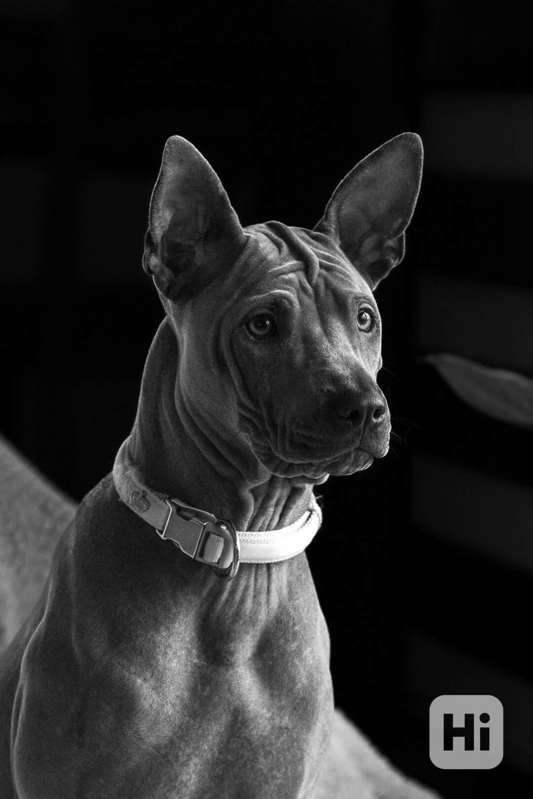 Thajský ridgeback -modrý  s PP - foto 1