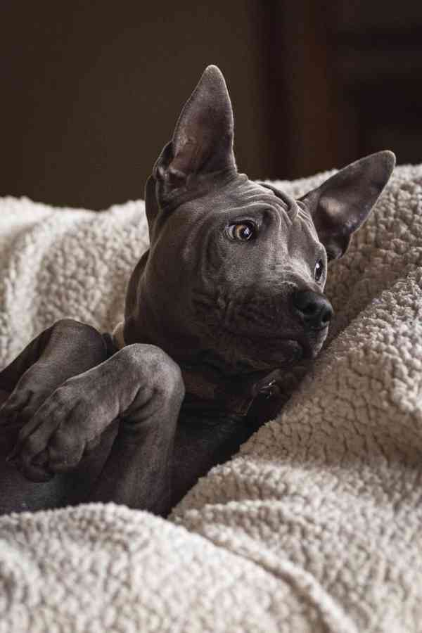 Thajský ridgeback -modrý  s PP - foto 2