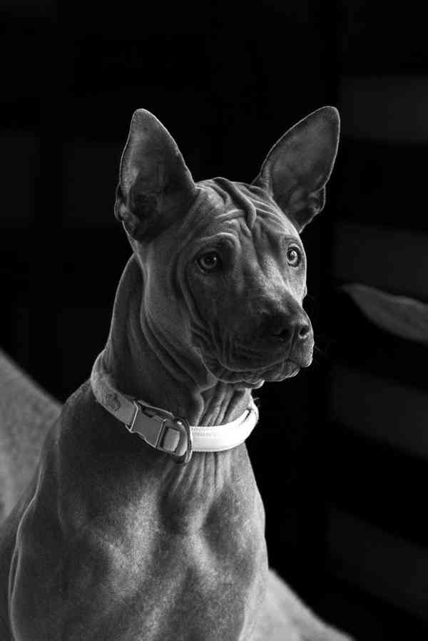 Thajský ridgeback -modrý  s PP - foto 1