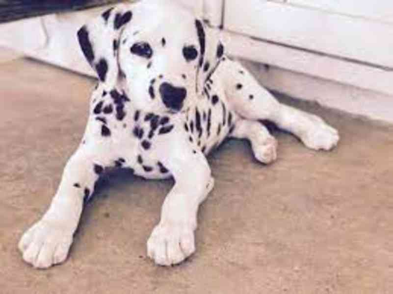 Rozkošná štěňátka dalmatinů - foto 2