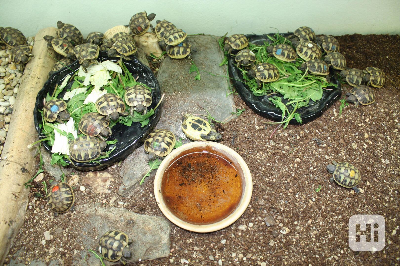 suchozemská Želva zelenavá (Testudo hermanni) - mláďata - foto 1