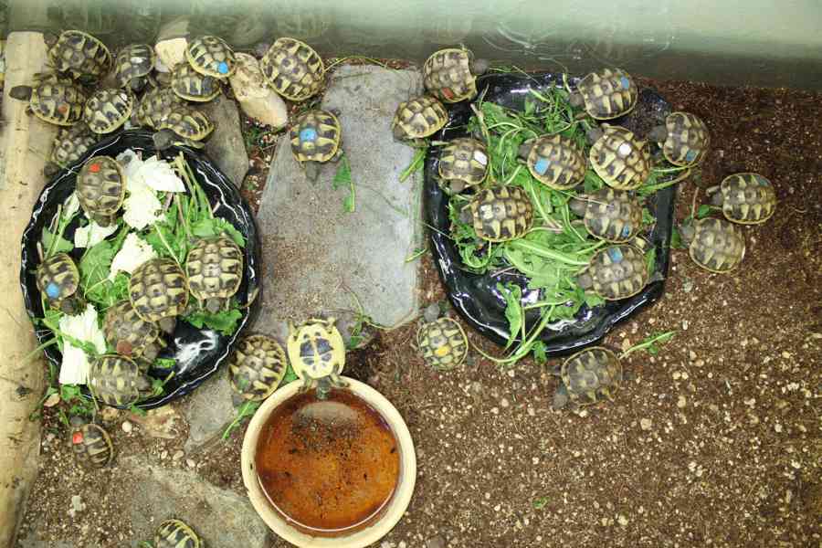 suchozemská Želva zelenavá (Testudo hermanni) - mláďata - foto 3