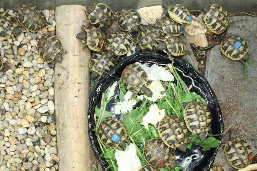 suchozemská Želva zelenavá (Testudo hermanni) - mláďata - foto 4