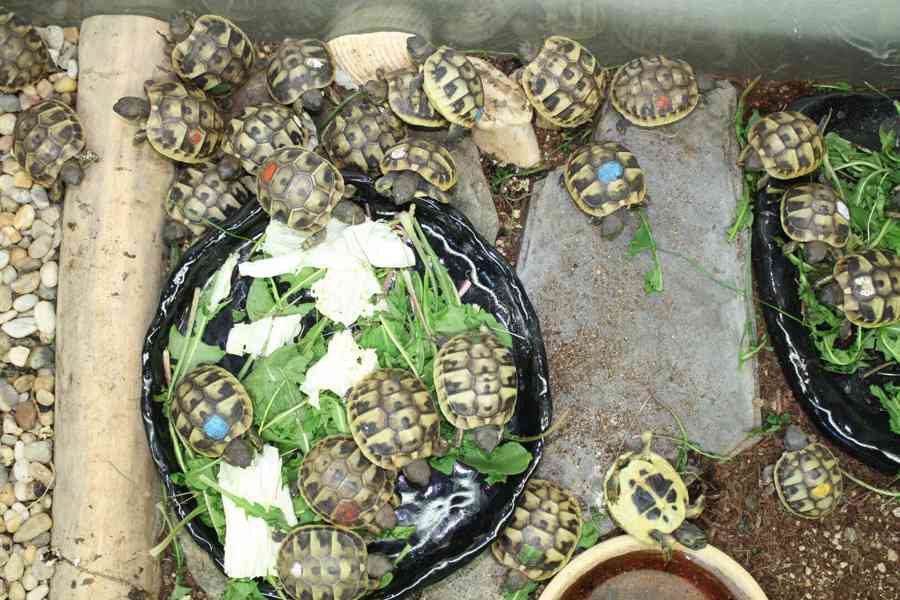 suchozemská Želva zelenavá (Testudo hermanni) - mláďata - foto 2