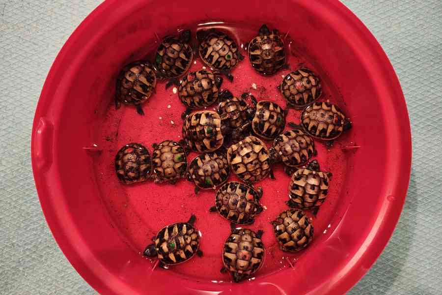 suchozemská Želva zelenavá (Testudo hermanni) - mláďata - foto 6