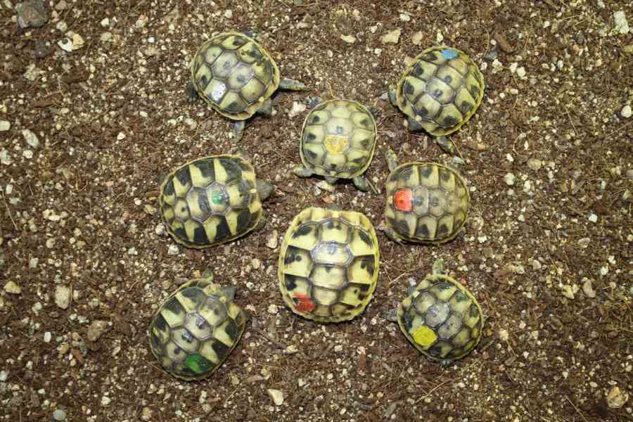 suchozemská Želva zelenavá (Testudo hermanni) - mláďata - foto 5