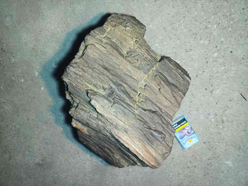 Zkamenele drevo - foto 3