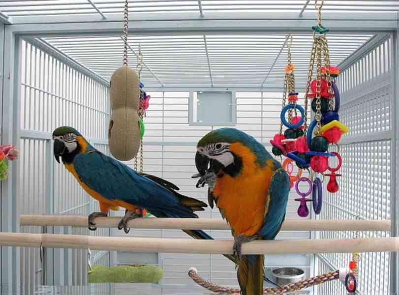 Zcela zdarma papoušci ara pro adopci zdarma   - foto 2
