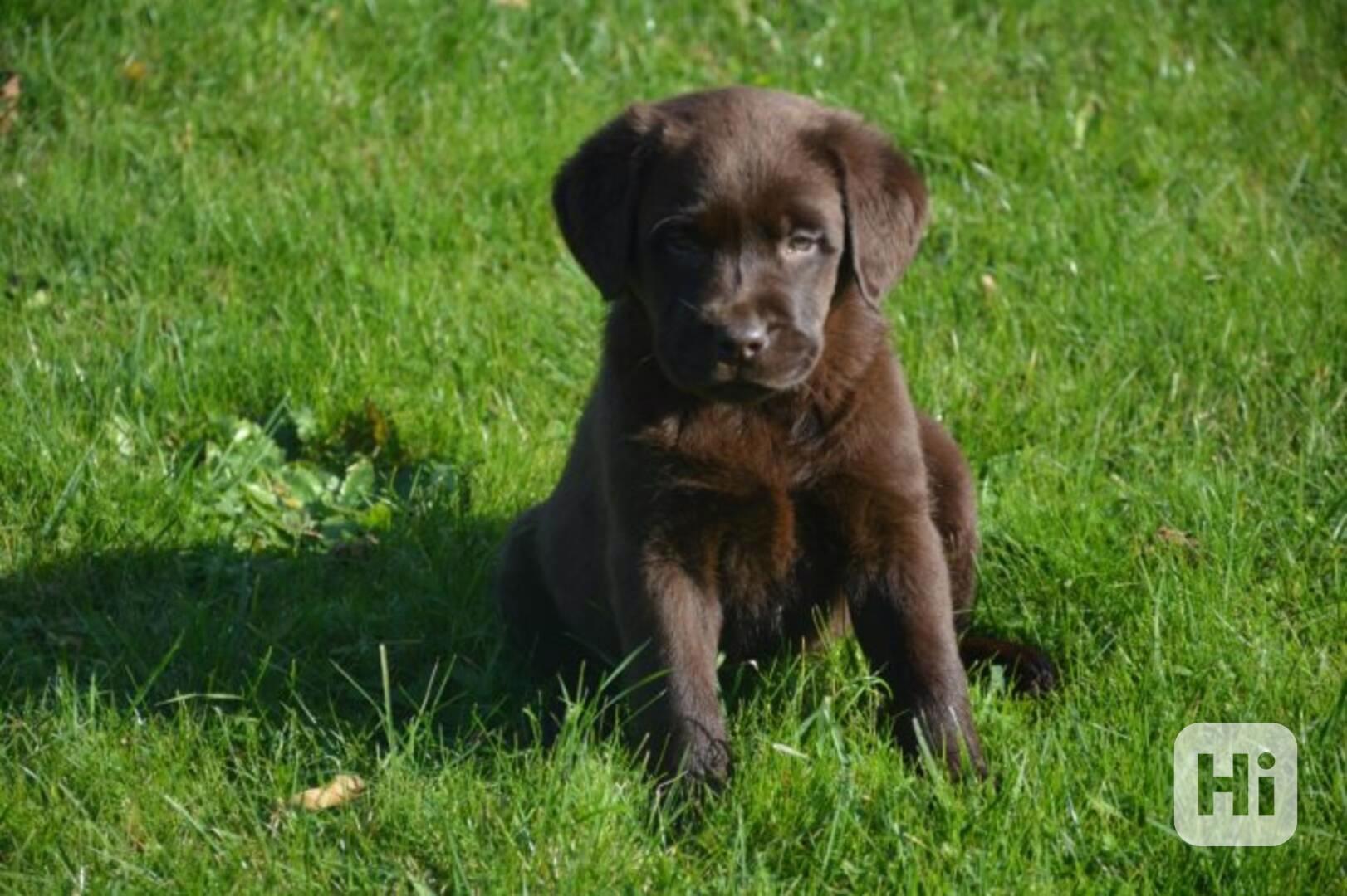 Štěňátka Labradorský retrívr - foto 1