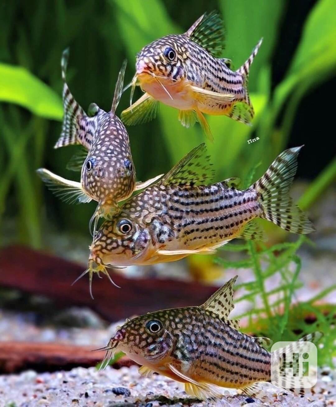 Prvotřídní sladkovodní akvarijní ryby k prodeji - foto 1