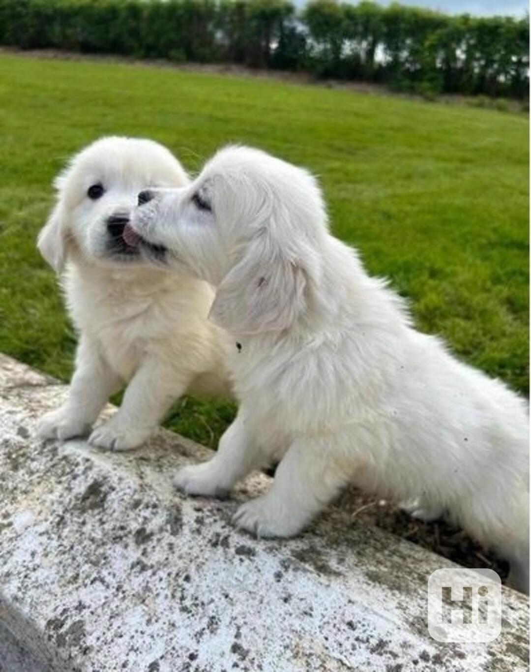 Štěňata zlatého retrívra Itelligent jsou ihned k dispozici - foto 1